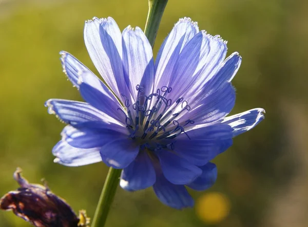 Chicory plant in blossom — Stock Photo, Image