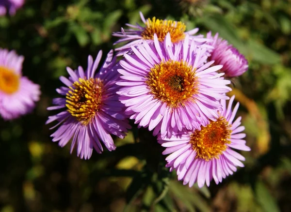 Mooie bloemen van aster plant — Stockfoto