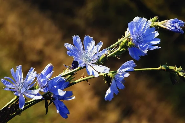 Chicory plant in blossom — Stock Photo, Image