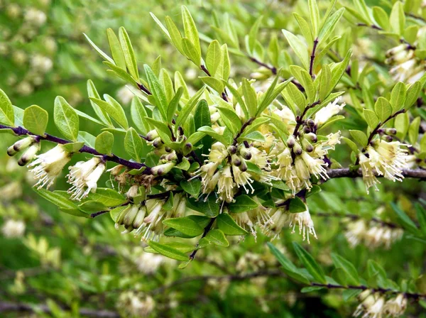 砂砂丘に野生のブッシュの黄色の花 — ストック写真