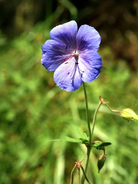 Flor azul de planta de gerânio selvagem de perto — Fotografia de Stock