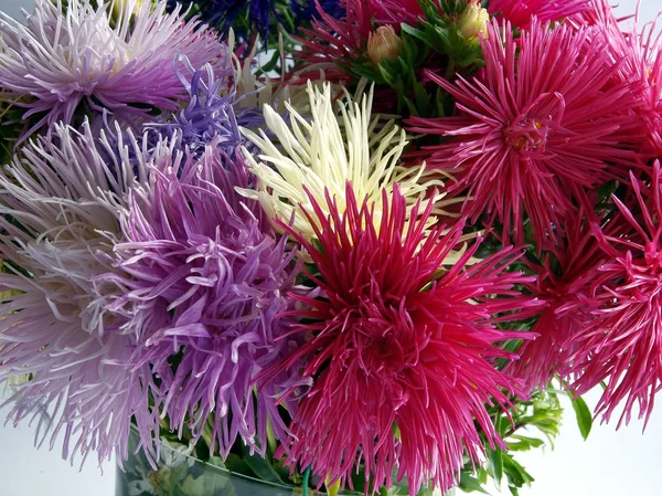 Jolies fleurs d'aster plante — Photo