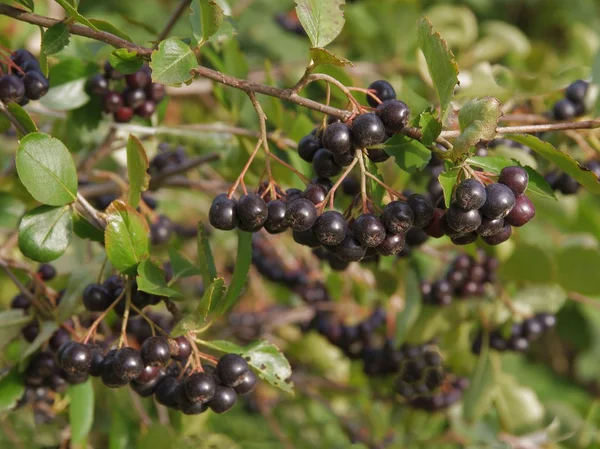 Fekete, egészséges gyümölcsök aronia Bush — Stock Fotó