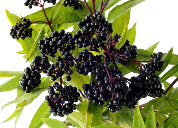 Preto, bagas tóxicas de sabugueiro planta selvagem — Fotografia de Stock