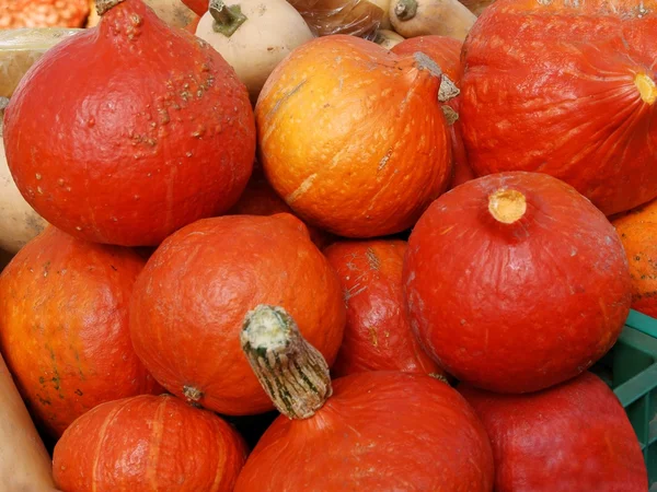 Orange, läckra pumpa vegetabiliska — Stockfoto