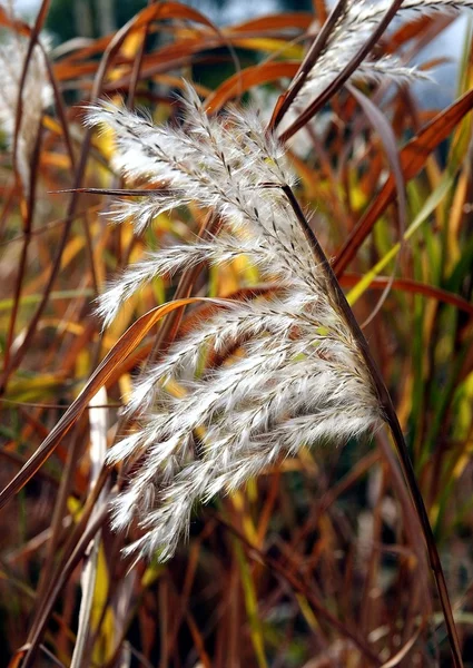 Semi di erba pampas in autunno — Foto Stock