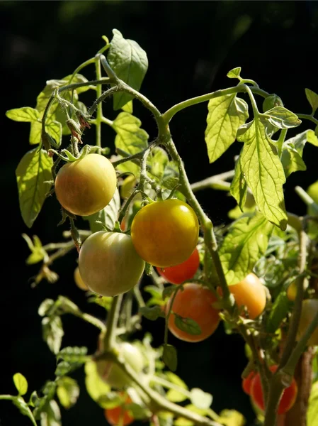Tomates verdes y amarillos, inmaduros en el arbusto — Foto de Stock