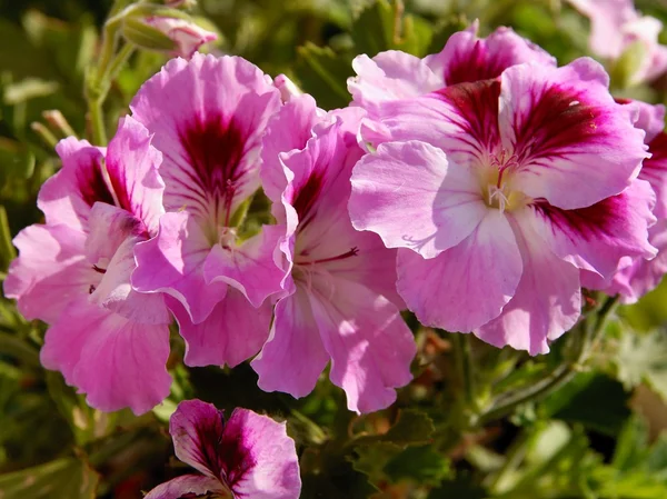 Fiori rosa di geranio pot-plant — Foto Stock