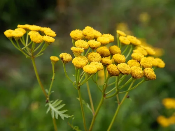 Κίτρινα άνθη του tancy άγριο φυτό — Φωτογραφία Αρχείου