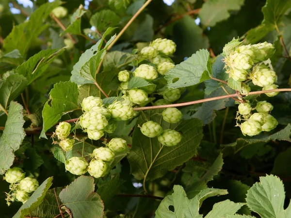 Ortak hop bitkinin yeşil koni — Stok fotoğraf