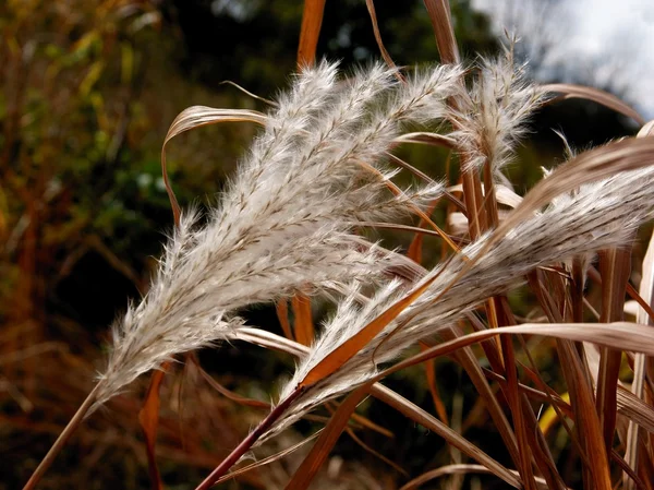 Semena a ránu koule pampové trávy — Stock fotografie