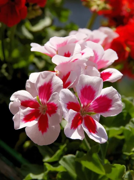 Flores cor-de-rosa e vermelhas de gerânio — Fotografia de Stock