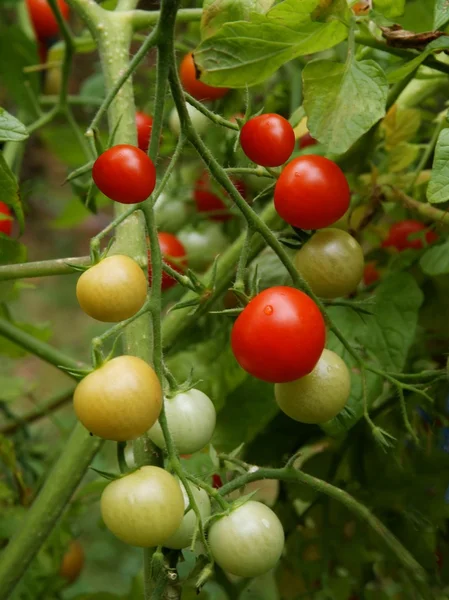 Tomates rojos y verdes que crecen en la planta — Foto de Stock