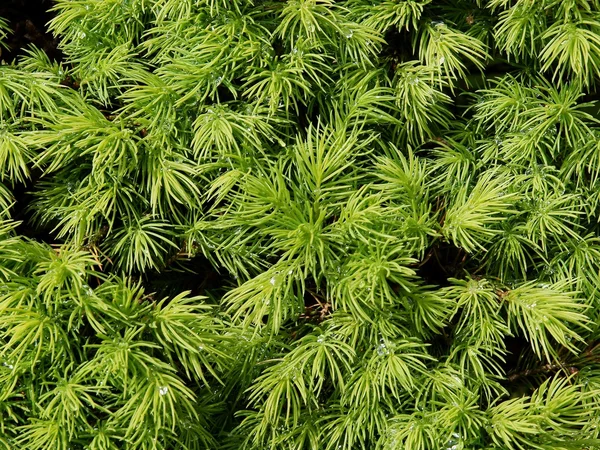 Green growing needles of coniferous tree — Stock Photo, Image