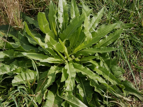 Grüne Blätter der Wildpflanze Sauerampfer — Stockfoto