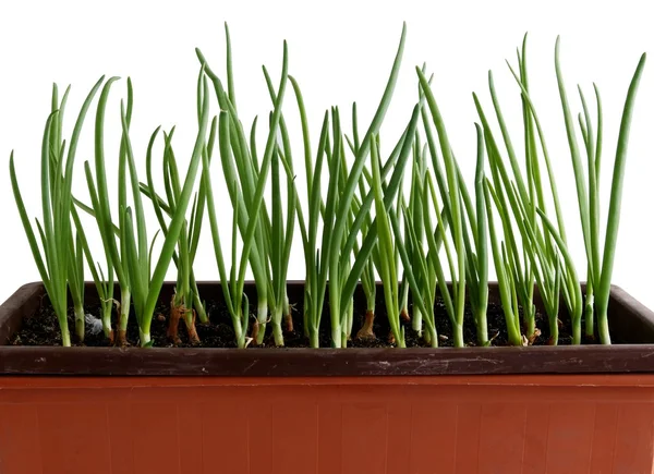 Growing onions in pot on balcony — Stock Photo, Image