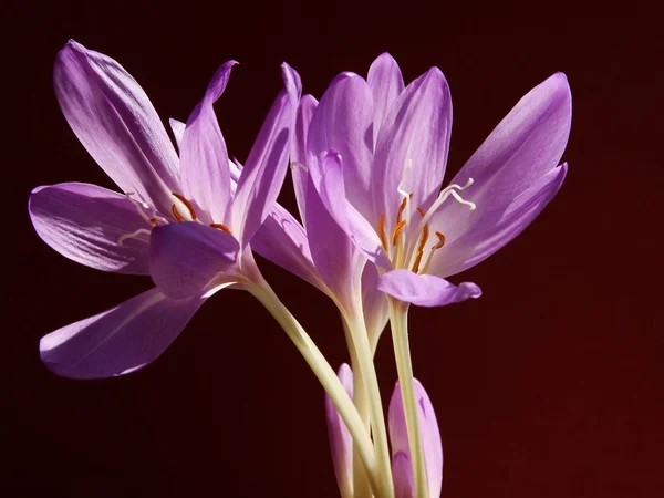Lila Blumen der Wiese Safran Herbstpflanzen — Stockfoto