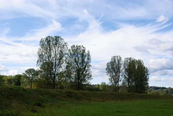 Saules sur des polders près d'une rivière — Photo