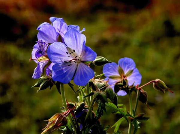Blue flowers of wild geranium plant — Stock Photo, Image