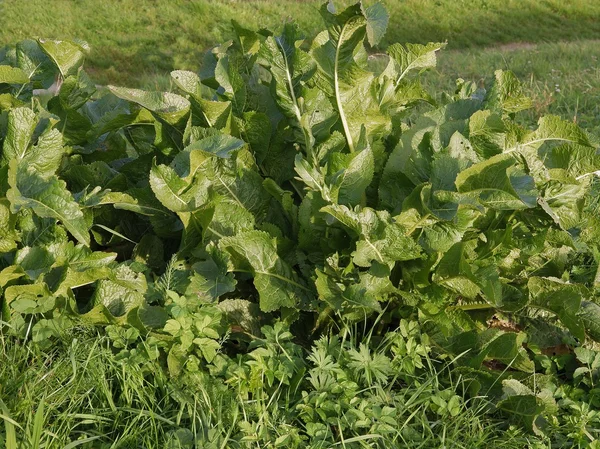 Horseradish bitki yeşil yaprakları — Stok fotoğraf