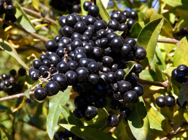 Bagas pretas de arbusto de privet no outono — Fotografia de Stock