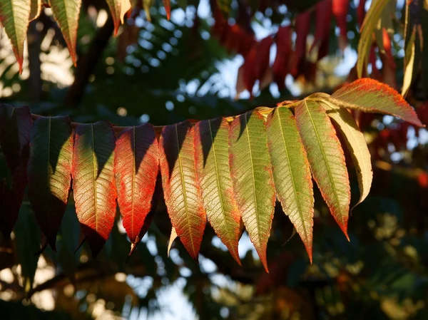 Leaf of sumac tree at autumn — Stock Photo, Image