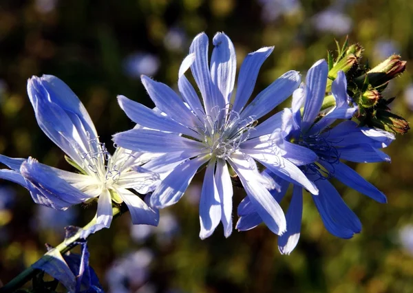 Niebieskie kwiaty rośliny dzikiej cykorii — Zdjęcie stockowe