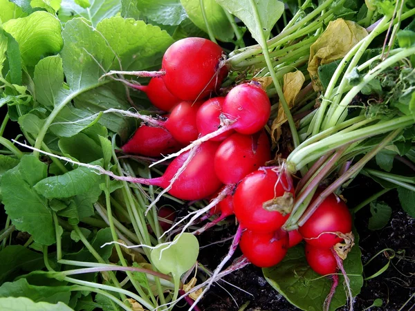 Raíces rojas de rábano vegetal — Foto de Stock