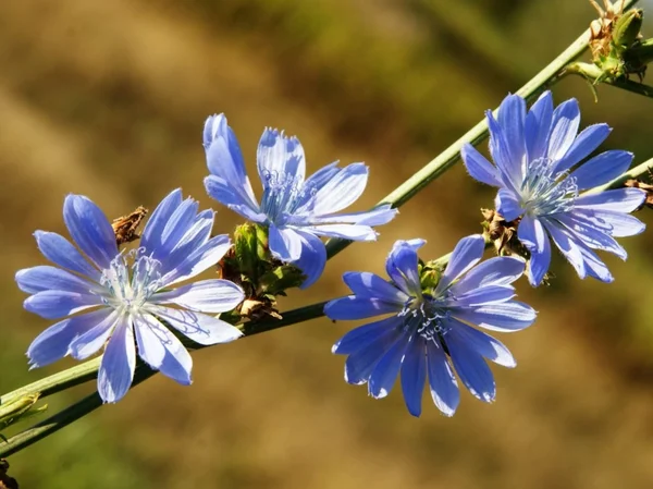 Blue flowers of chicory wild plant — Stock Photo, Image
