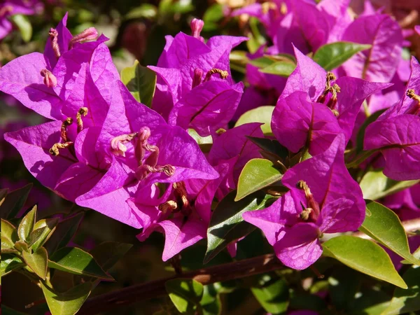 Fleurs de Bougainvillea Glabra plante — Photo