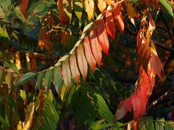 Red,green,and brown leaves of sumac tree — Stock Photo, Image