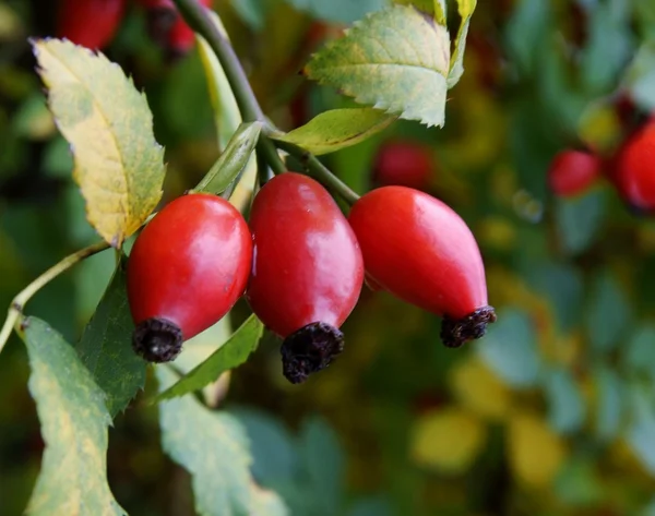 Červené bobule z divoké růže bush na podzim — Stock fotografie