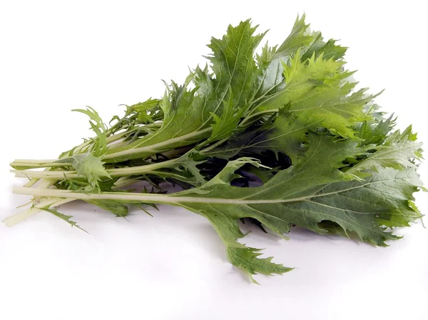 Green leaves of vegetable mizuna lettuce — Stock Photo, Image