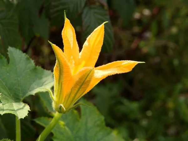 Žlutý květ obrovské dýně zeleniny rostliny — Stock fotografie