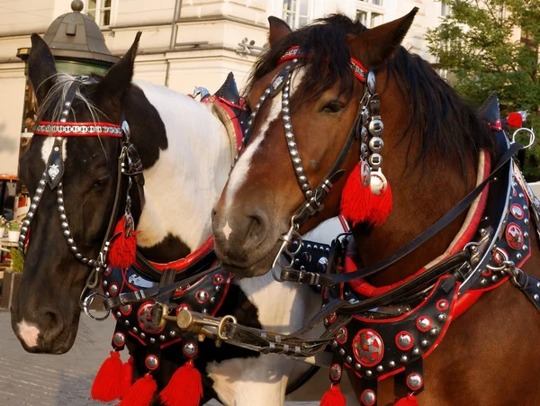 Cab paarden in het centrum van Krakau — Stockfoto