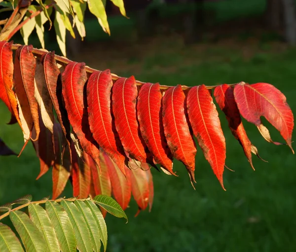 Leaves of sumac tree — Stock Photo, Image