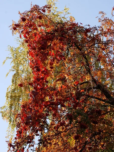 Vid silvestre con hojas rojas en otoño — Foto de Stock