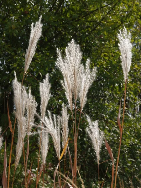 Hierba de pampas con semillas — Foto de Stock