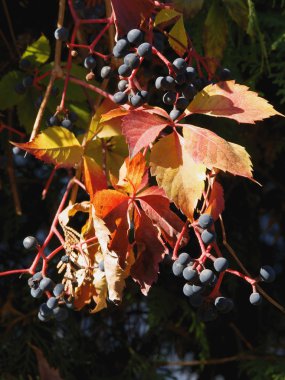 Sonbahar kırmızı yaprakları ile vahşi asma