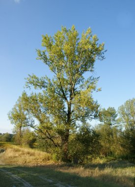 polder Visloka Nehri yakınında eski söğüt ağacı