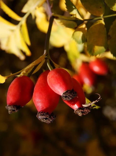 Red fruits of wild berry — Stock Photo, Image