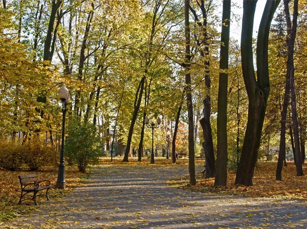 Autumn and trees with yellow leaves — Stock Photo, Image