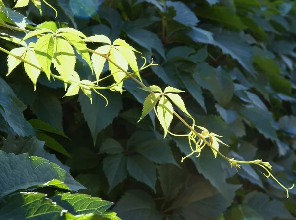 Ramoscello di pianta di vite selvatica con foglie verdi — Foto Stock