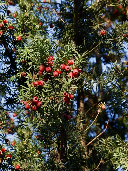 Tiszafa piros, mérgező bogyókkal — Stock Fotó