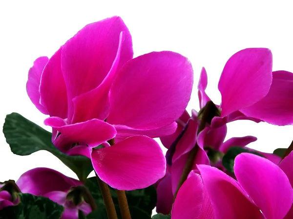 Фиолетовые цветы цикламена — стоковое фото