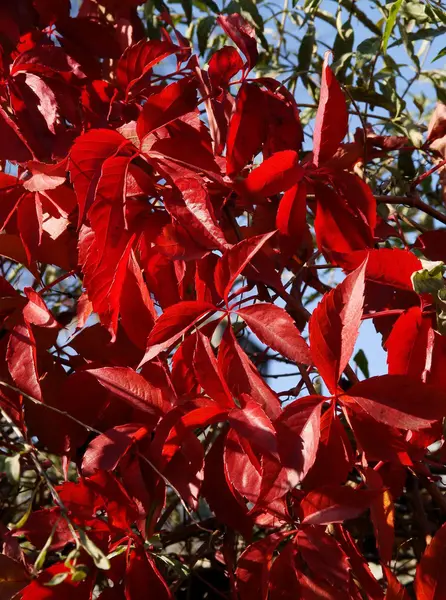 Folhas vermelhas de trepadeira de videira selvagem no outono — Fotografia de Stock