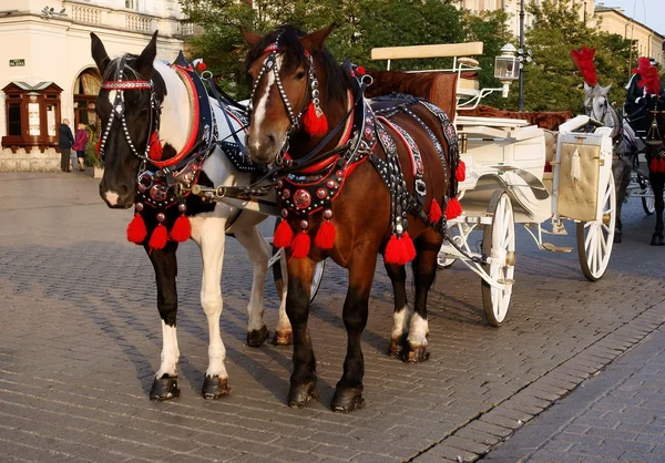 Cab horses in center of Krakow — Stock Photo, Image