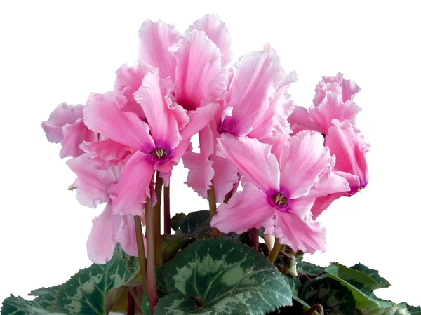 Pink cyclamens isolated close up — Stock Photo, Image