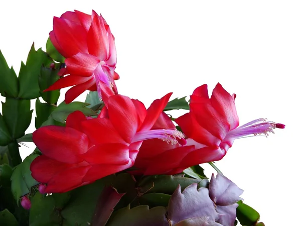 Purple flowers of cactus pot-plant — Stock Photo, Image