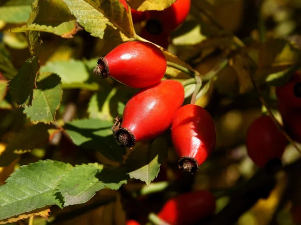 Bacche rosse di rosa selvatica — Foto Stock